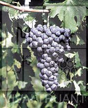 Foto di un grappolo d'uva di Sangiovese R24
